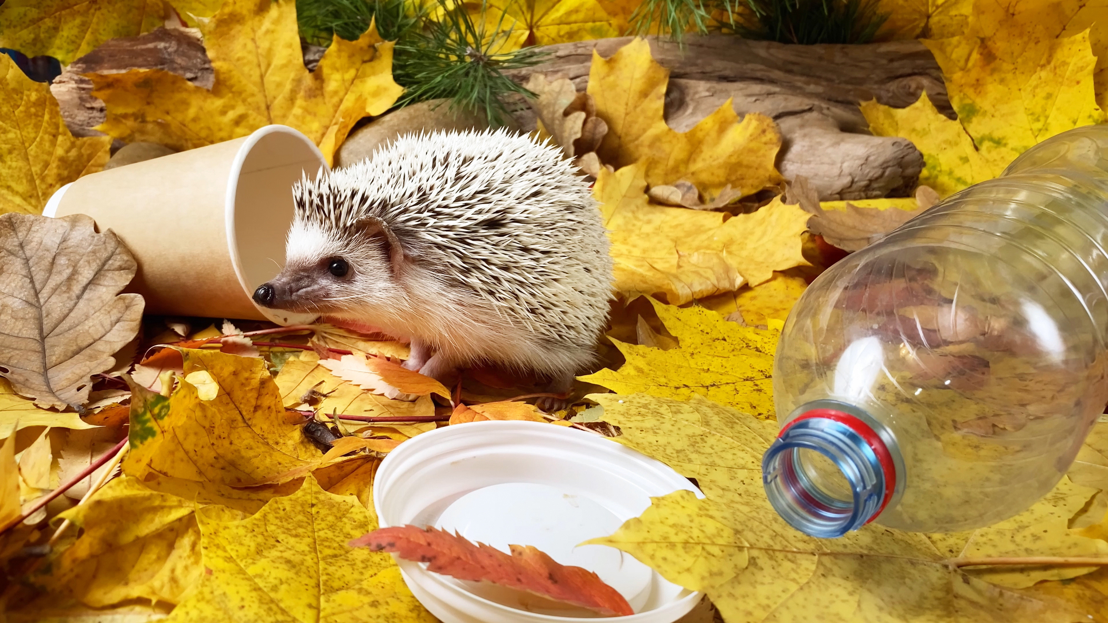 Hedgehog and litter
